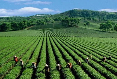 THUÊ XE ĐI DI LINH LÂM ĐỒNG