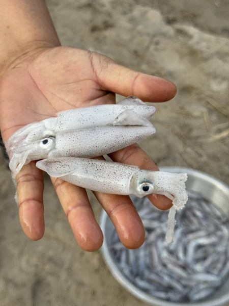 Hải sản tươi sống tại biển Cam Bình - Lagi