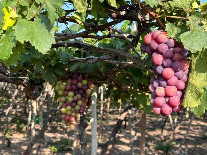 Khách tham quan vườn nho Ba Mọi, xứ sở nho vủa Việt Nam