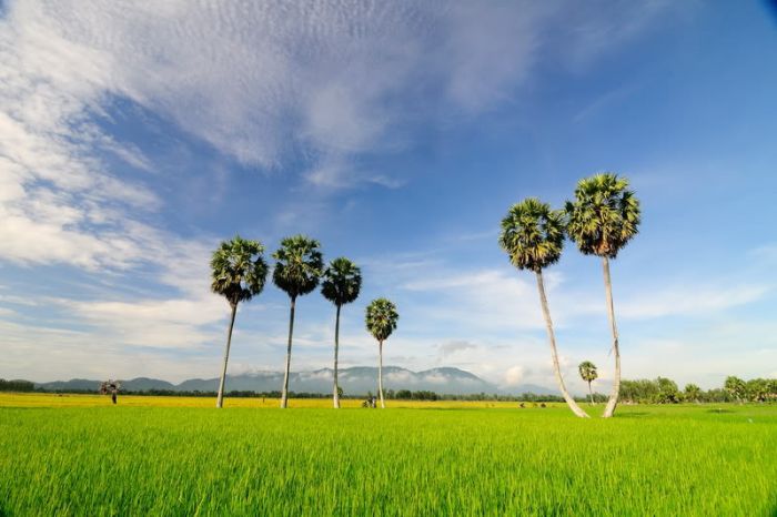 Cánh đồng Tà Pạ nhìn từ trên cao (Ảnh: ST)